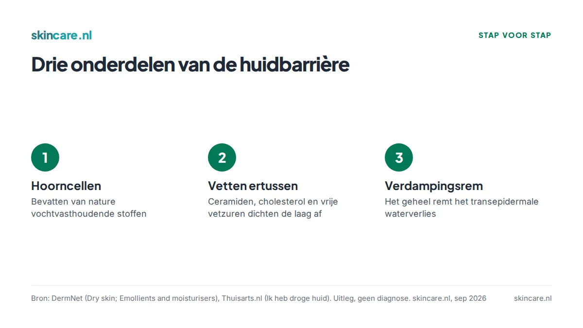 Drie onderdelen van de huidbarrière in het stratum corneum: hoorncellen met vochtvasthoudende stoffen, vetten ertussen en de rem op transepidermaal waterverlies