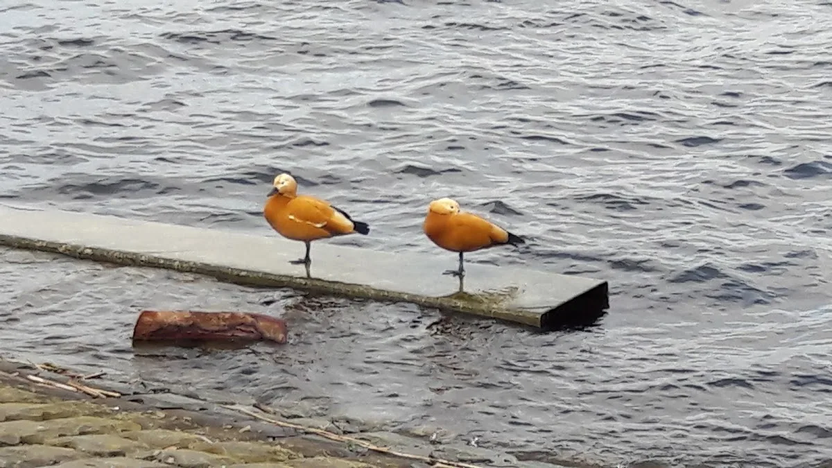 Pedicurepraktijk Kudelstaart